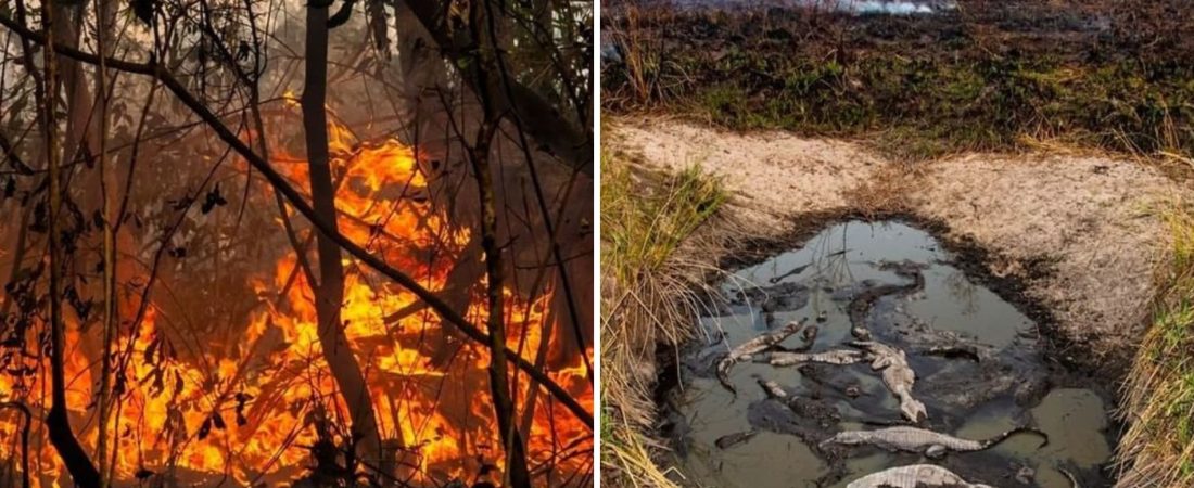 Preocupan los incontrolables incendios en Corrientes