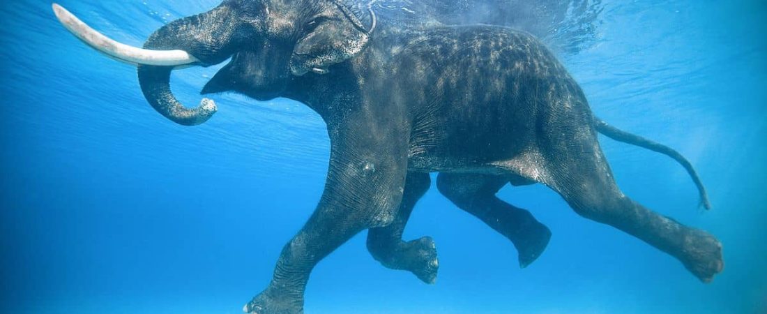 Prints for Nature El proyecto que reúne a más de 80 fotógrafos de vida silvestre que venderán sus imágenes para ayudar a recaudar fondos para programas de conservación en todo el mundo