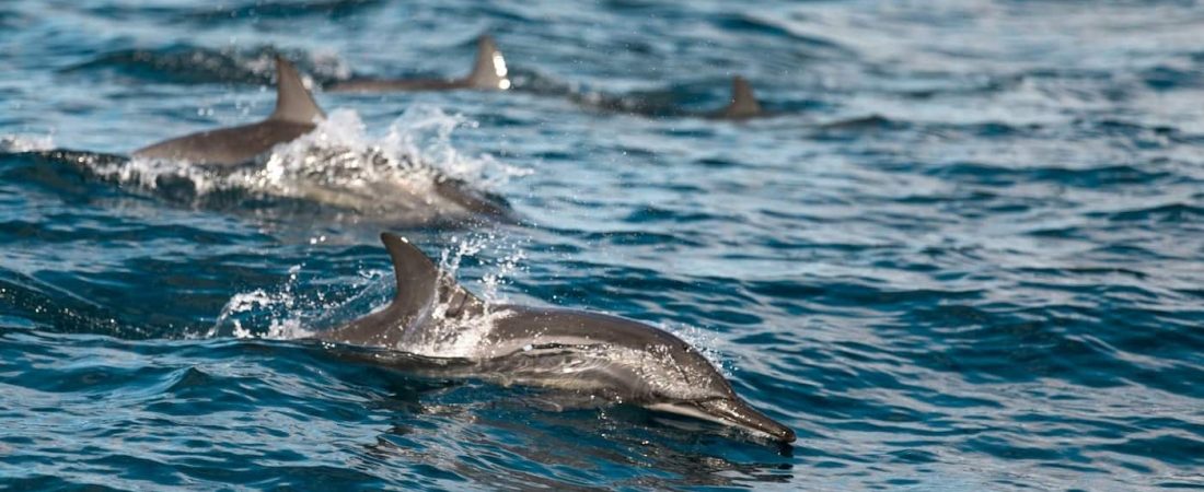 Las autoridades prohíben nadar con delfines giradores en Hawái