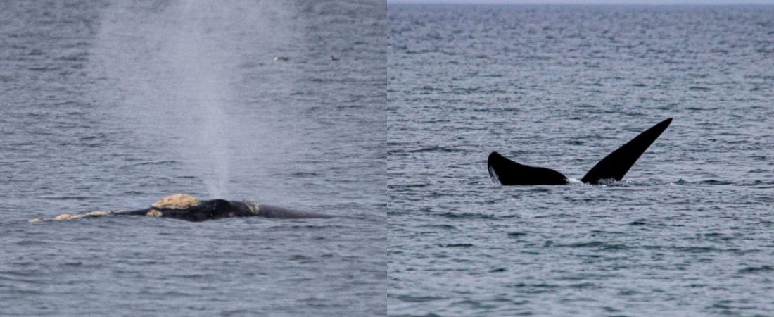 Puerto Madryn registran los primeros ejemplares de ballena franca austral de la temporada en el Área Natural Protegida El Doradillo-1