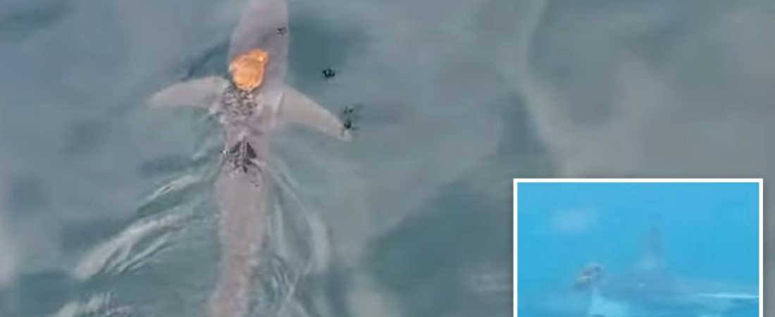 Pulpo-viaja-sobre-un-tiburon-en-un-asombroso-video-viral-intriper.jpg