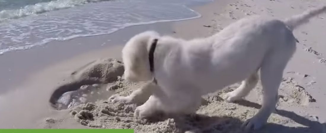 Puppy-digs-hole-on-beach-gets-angry-when-ocean-fills-it-up