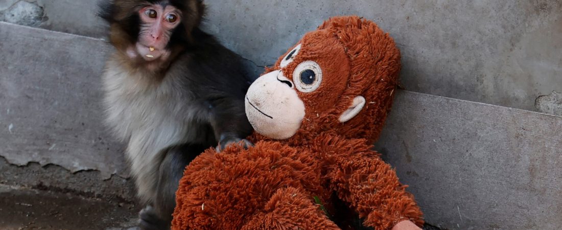 A baby Japanese macaque named Punch sits next to a stuffed orangutan at Ichikawa City Zoo, in Ichikawa, Chiba Prefecture, Japan, February 19, 2026. REUTERS/Kim Kyung-Hoon      TPX IMAGES OF THE DAY