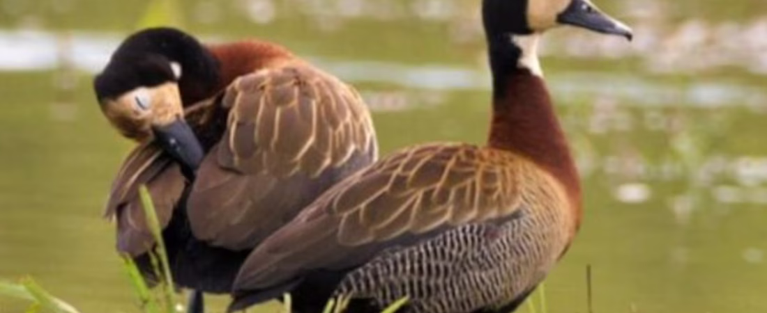 QVS3UMNN4ZFNFOPNVARU5KZPJE