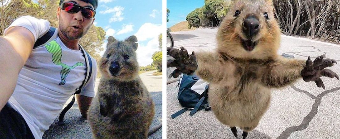 Quokka selfie australia1