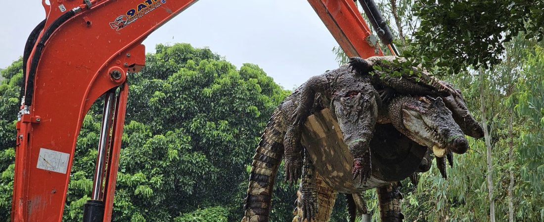 Un criadero de cocodrilos confirmó este martes que ha tenido que sacrificar a 125 de estos reptiles ante el temor de que se escaparan después de que las inundaciones erosionaron un muro del recinto. "Hay más de 700 cocodrilos en total en la granja. Decidimos sacrificar a 125 cocodrilos (adultos)", explicó a EFE por teléfono Natthapak Khumkad, que sacrificó ayer los cocodrilos en su criadero en la provincia de Lamphun (norte). "Las fuertes lluvias provocaron la erosión del muro, haciéndolo más vulnerable al derrumbe, lo que podría suponer un peligro para los vecinos", agregó el tailandés. EFE/ Natthapak Khumkad, dueño de la granja Crocodile Lamphun SOLO USO EDITORIAL/SOLO DISPONIBLE PARA ILUSTRAR LA NOTICIA QUE ACOMPAÑA (CRÉDITO OBLIGATORIO)