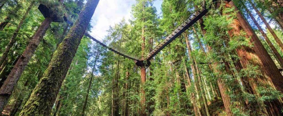 Redwood-Sky-Walk-atracción-en-Sequoia-Park-Zoo-2