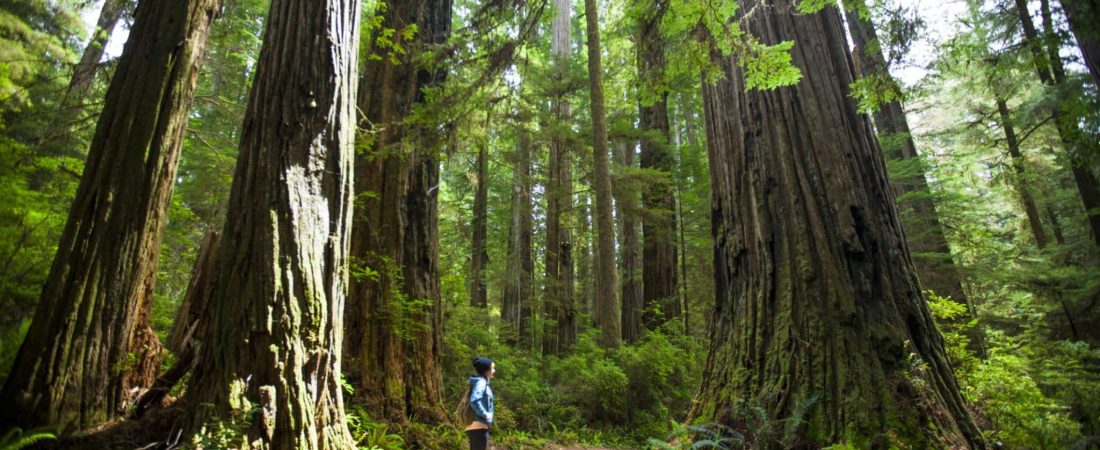 RedwoodsNationalPark-ChristopherKimmel-GettyImages-5711416f3df78c3fa2b139ff