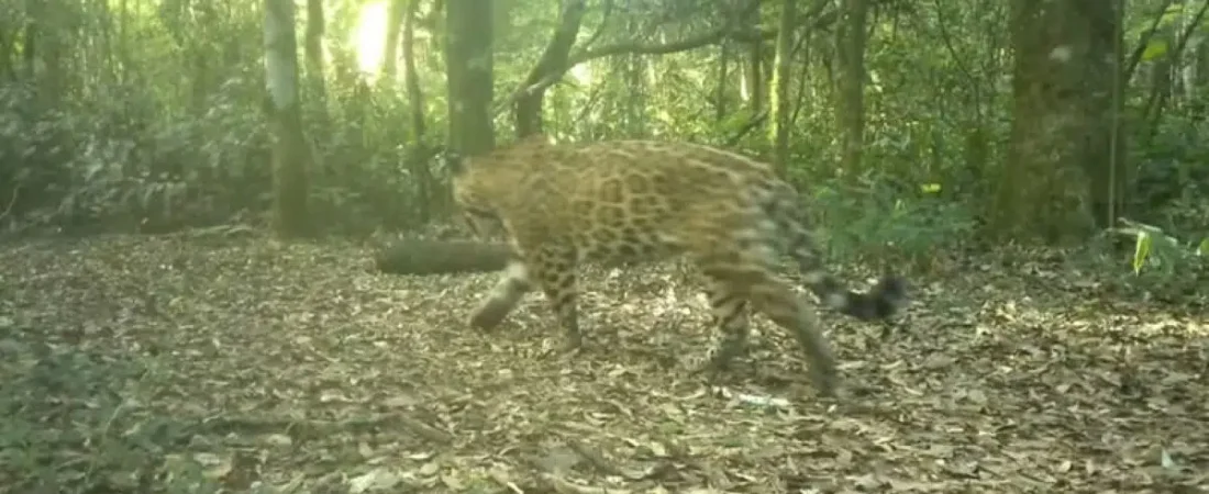 Registraron-dos-nuevos-cachorros-de-la-yaguarete-Janaina-en-el-Parque-Nacional-Iguazu.jpg