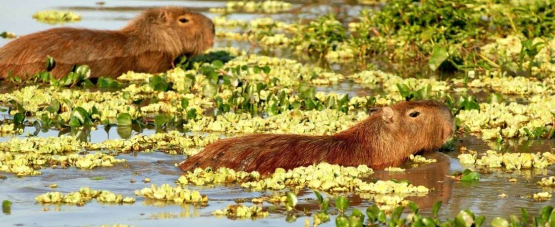 Reintroducen fauna extinguida en el Parque Nacional Iberá para alentar el ecoturismo luego de la pandemia 1