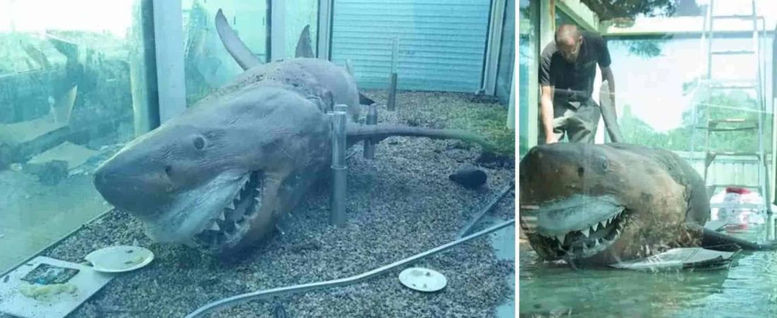 Restauran el cuerpo de un tiburón blanco de cinco metros de largo que fue abandonado en un parque acuático de Australia