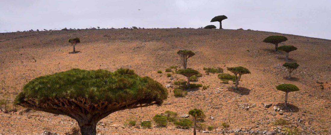 Socotra