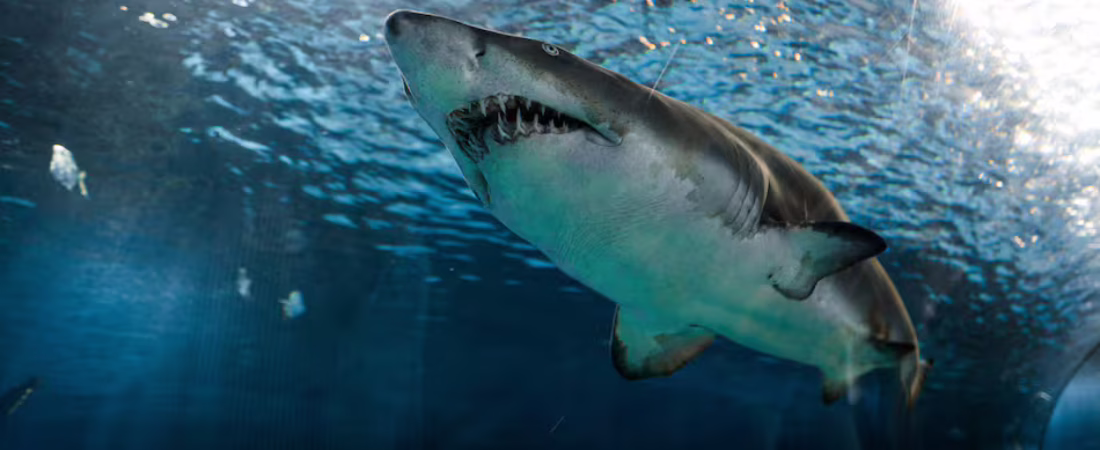 SYMYAZJ3TZFWJIOCZ6FCV2R5D4