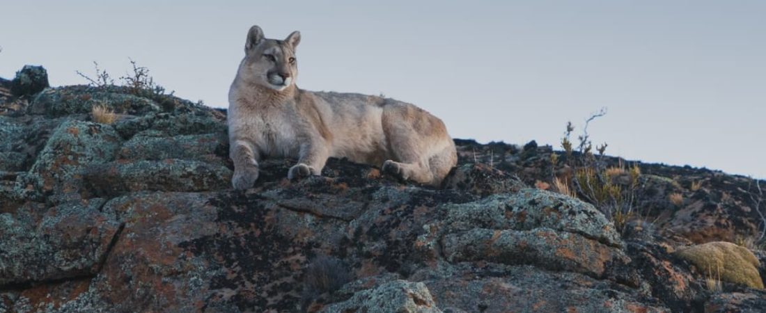 Safaris fotográficos en Argentina el avistaje de pumas se vuelve un gran atractivo en el noroeste de Santa Cruz