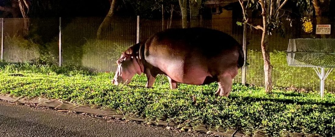 Santa-Lucia-hipopotamos-noche-2