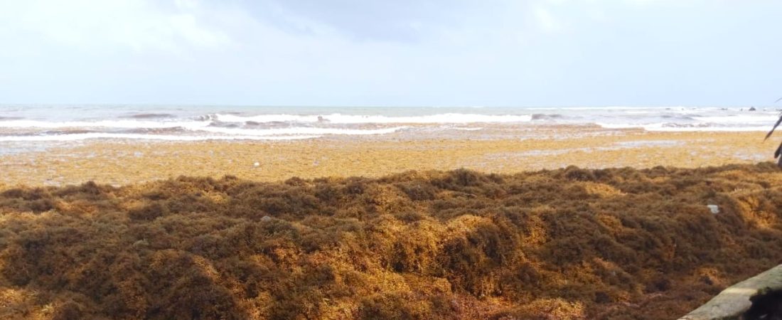Sargazo-en-Colon-3