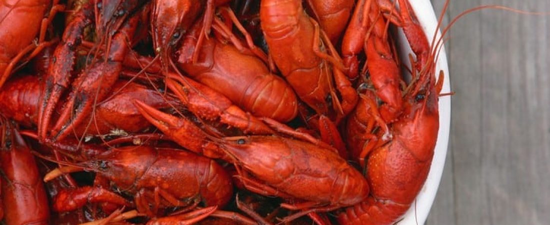 Bowl of fresh hot boiled Louisiana crawfish viewed from above.