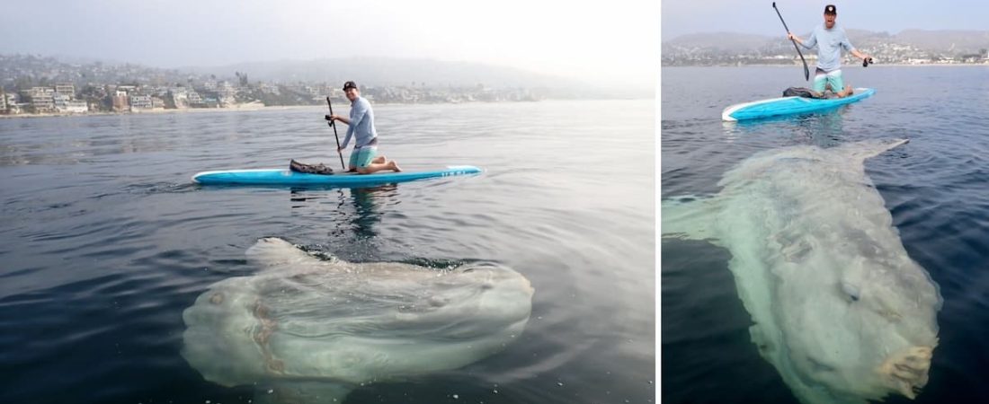 Dos hombres estaban haciendo surf cuando vieron que un pez extremadamente grande aparecía debajo de la tabla