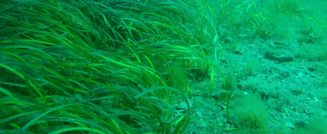 seagrass