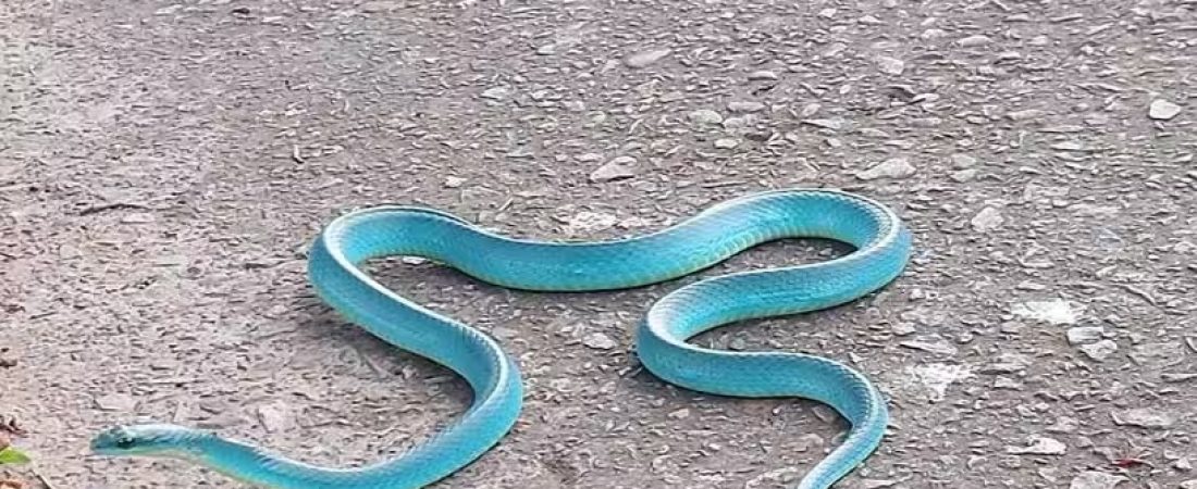Serpiente-azul-Tiffany-sorprende-a-transeunte-en-carretera-de-Taiwan-intriper.jpg