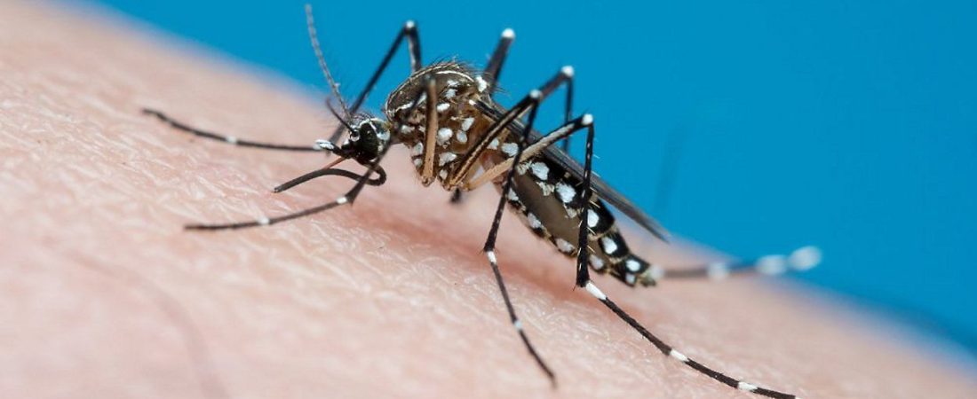 Sexto-caso-de-dengue-importado-en-2025-confirmado-por-DOH-intriper.jpg