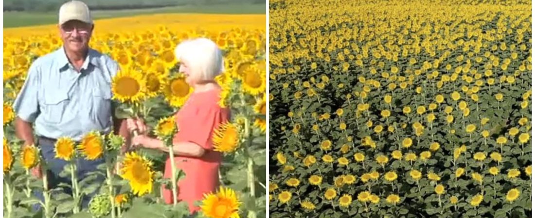 Sorprende a su esposa plantando más de 1 millón de girasoles por su 50 aniversario de bodas