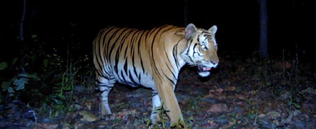 Tailandia Ante la ausencia de cazadores, identifican la presencia de tigres salvajes por primera vez en cuatro años 1