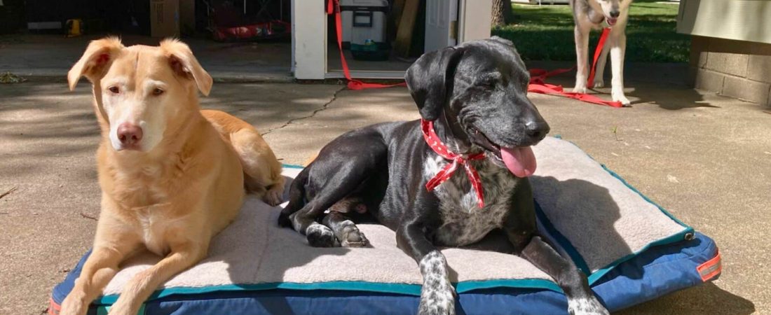 Timberdog-Ruffrest-la-mejor-cama-de-viaje-para-perros-intriper.jpg
