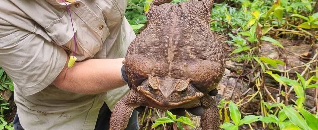 Toadzilla-sapo-gigante-australia-1