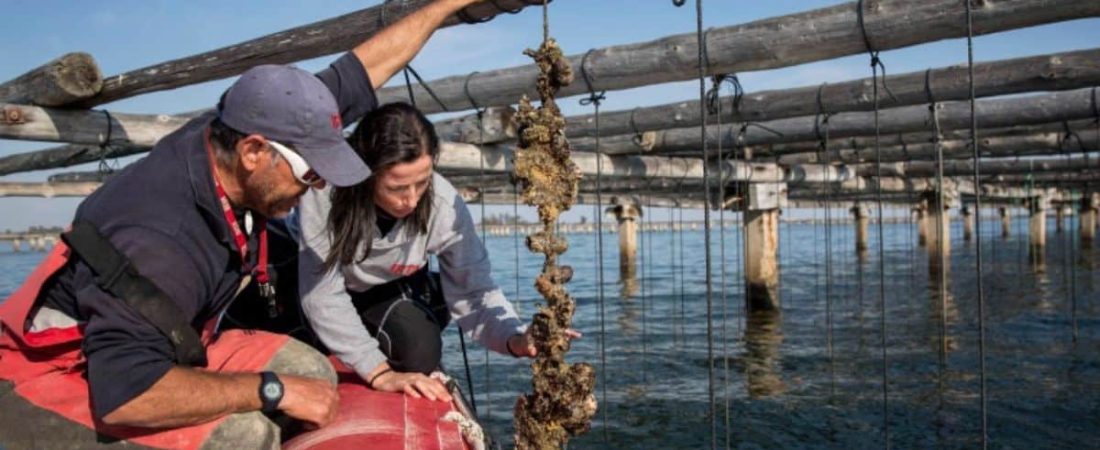 Transformación azul anuncian la apertura del primer Centro de Acuicultura Restaurativa del Mediterráneo para finales de 2024