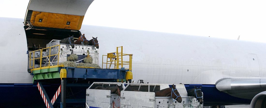 Transporte-aereo-de-caballos-experiencia-llevando-50-equinos-a-Sydney-intriper.jpg