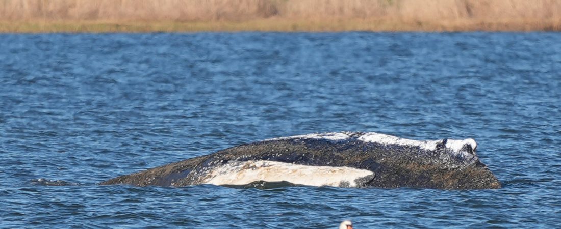 A swan swims beside a humpback whale which is stranded on a sandbank in the shallow waters off the Baltic Sea on the Island of Poel, near Wismar, Germany, April 21, 2026.     REUTERS/Tobias Schlie