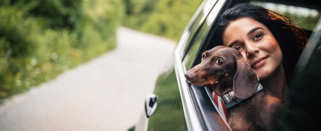 Beautiful young woman with curly hair and her dog driving in a car, looking through window.