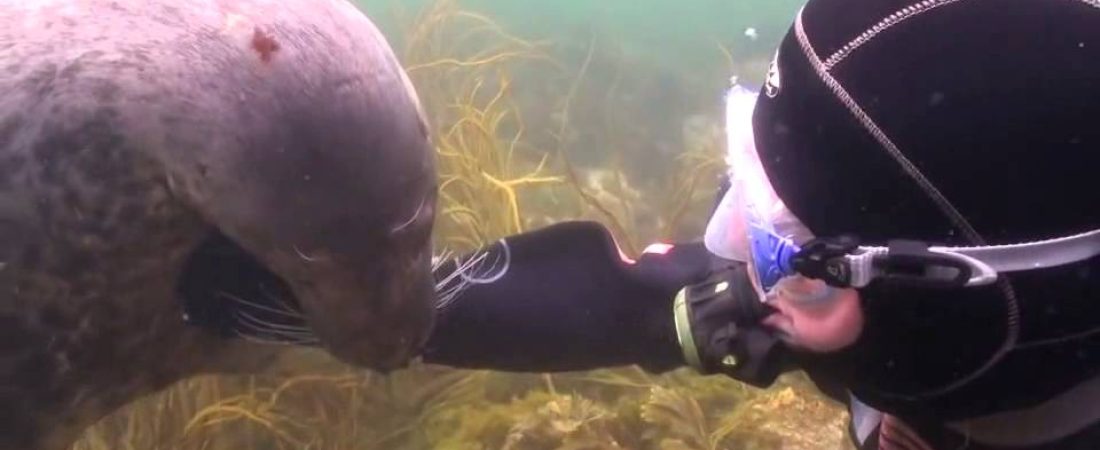 Un-buzo-se-encontro-con-una-foca-que-lo-que-queria-era-que-le-sobaran-la-barriga