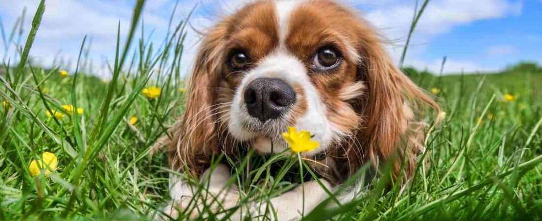 Un estudio asegura que un mayor número de perros en un barrio puede ayudar a reducir la delincuencia-2