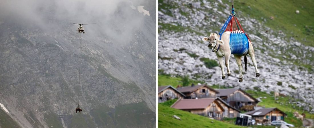 Un grupo de vacas fueron trasladas en helicóptero en los Alpes suizos