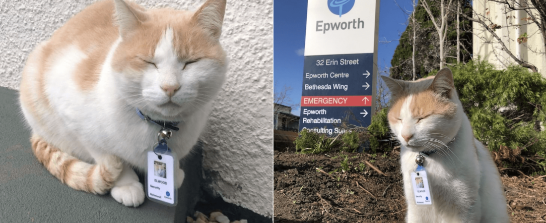 Un hospital australiano contrata a un gato como guardia de seguridad y hasta le extiende su propia placa de identificación 1