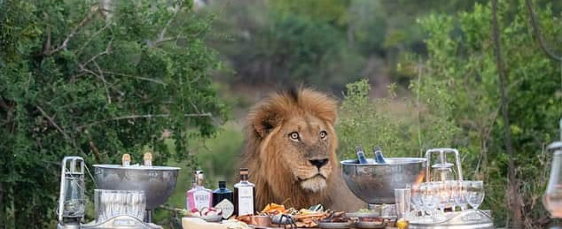 Un león sorprende a grupo de turistas en un safari en el Parque Nacional Krueger mientras se acerca a su picnic para ver la comida