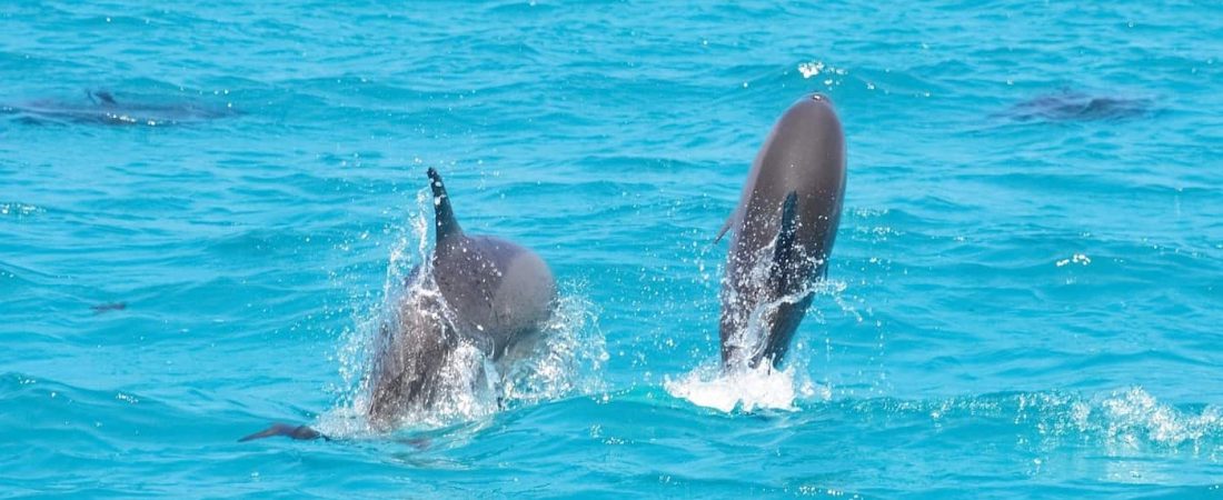 Un nadador que estuvo perdido por 12 horas fue encontrado gracias a una manada de delfines