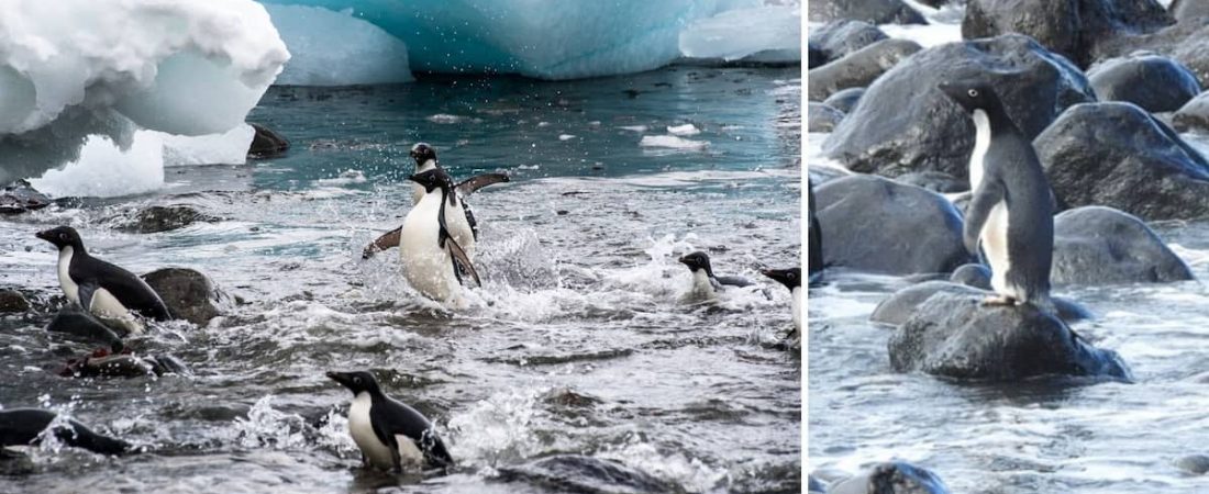 Un pingüino de la Antártida apareció en la costa de Nueva Zelanda y genera preocupación