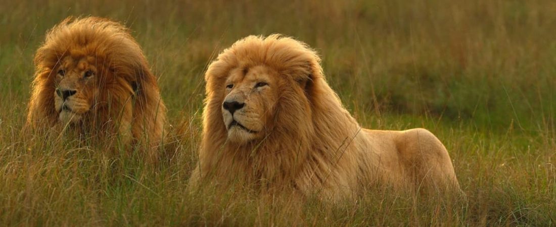 Un santuario de Sudáfrica encierra a las personas mientras los animales caminan a su alrededor