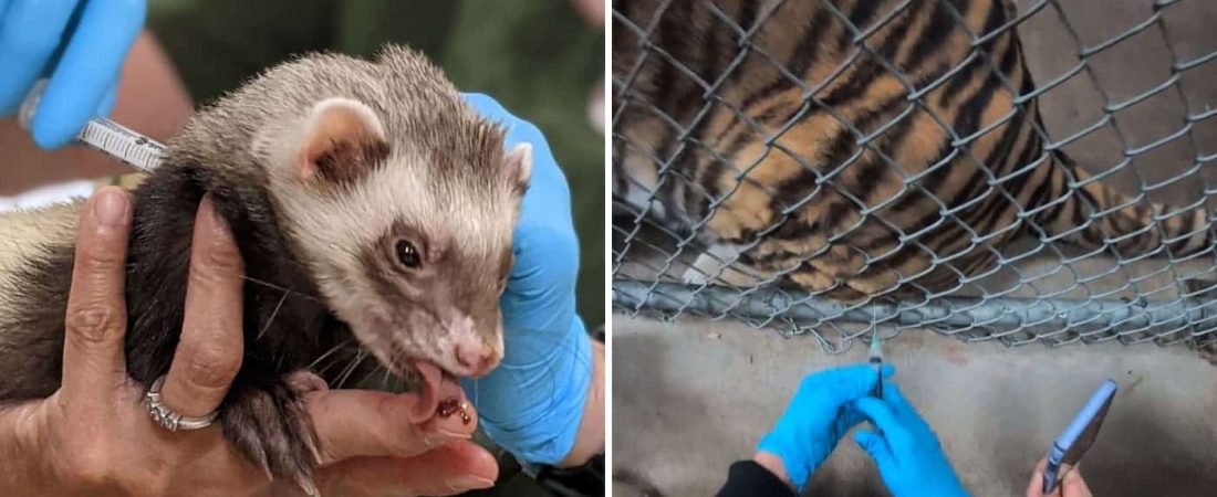 Un zoológico de California, Estados Unidos, está vacunando a sus animales contra el COVID-19