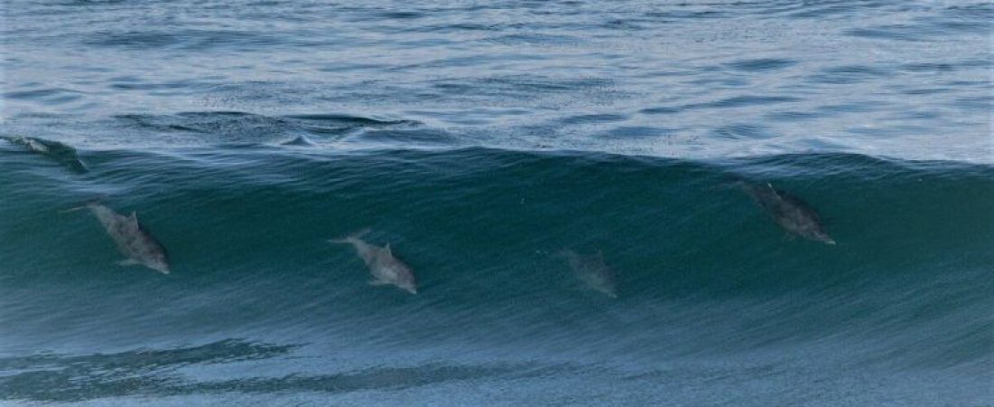 Una bióloga logró capturar el momento exacto en que una familia de delfines surfea las olas en Las Grutas 1