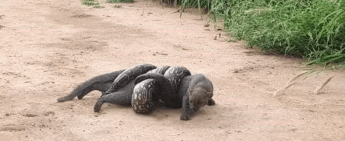 Una boa lampalagua atacó a un puma en Salta, Argentina