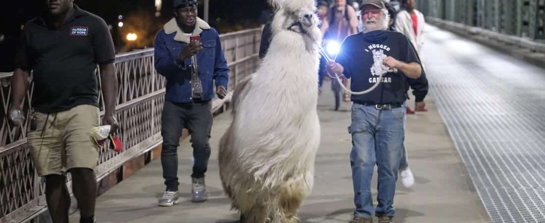 Una llama no drama se convierte en protagonista durante las noches de protesta en Portland 2