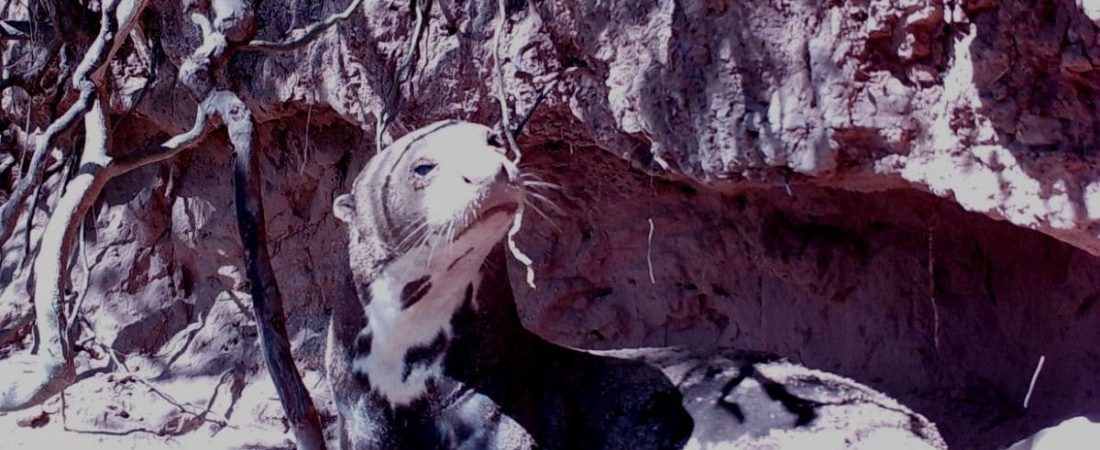 Una nutria gigante del noreste de Argentina viajó más de 2000 kilómetros y batió 3 récords