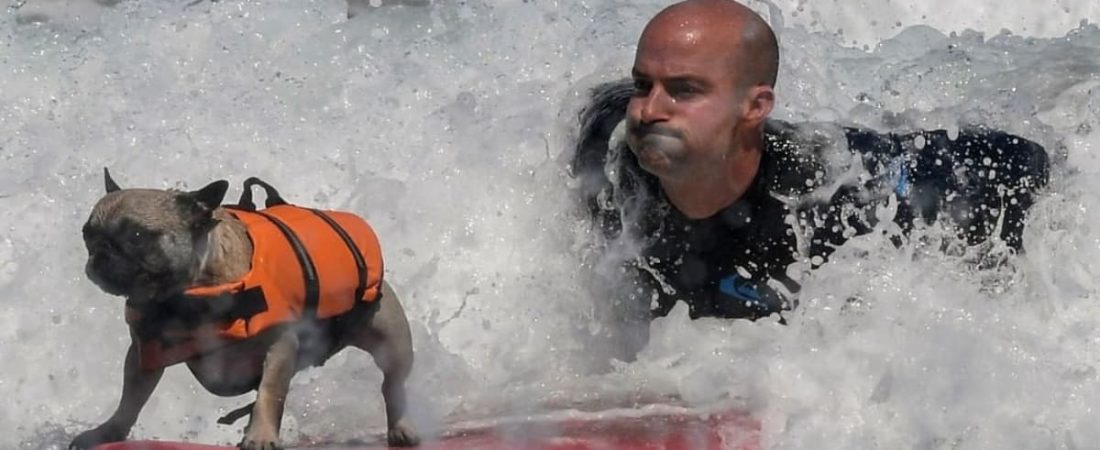 Una playa española celebró el primer campeonato europeo de surf para perros y las fotos son increíbles