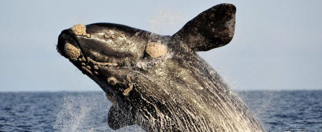 VPQL4QNZ3GM2PF5HPBHNODITZA