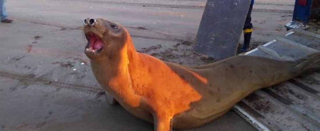 [Video] Un elefante marino de 600 kilos fue devuelto al mar en San Clemente del Tuyú, Argentina 4