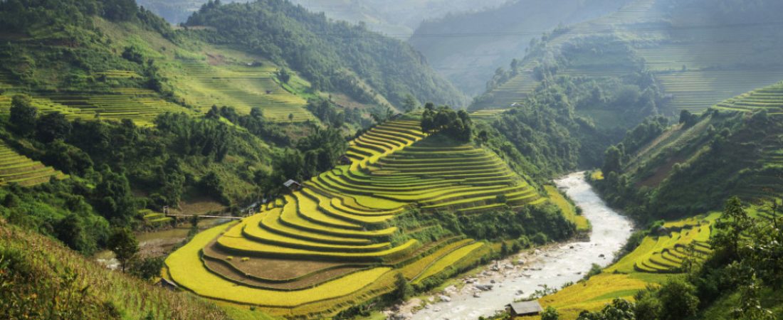 Terraced Rice Fields in Vietnam